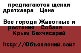 предлагаются щенки дратхаара › Цена ­ 20 000 - Все города Животные и растения » Собаки   . Крым,Бахчисарай